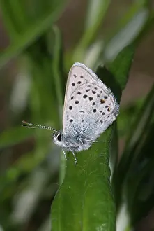 Plebejus: Greenish Blue Moth