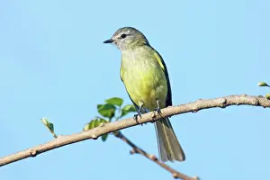 Greenish: Greenish Elaenia