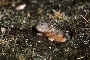 Holes: Greenland Collared Lemming