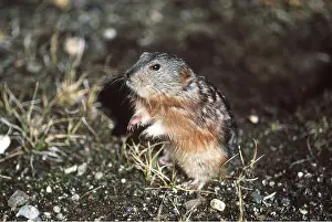 Collared: Greenland Collared Lemming