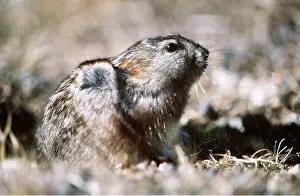 Puzzle: Greenland Collared Lemming