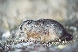 Collared: Greenland Collared Lemming