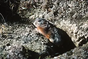 Collared: Greenland Collared Lemming - at burrow