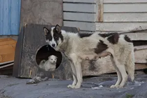 Pedigreed: Greenland Dog - adult dog - Greenland
