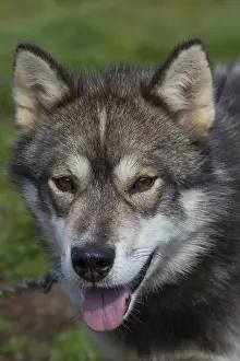 Pedigreed: Greenland Dog - portrait - Greenland
