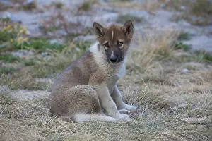 Pedigreed: Greenland Dog - puppy - Greenland