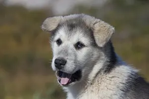 Pedigreed: Greenland Dog - puppy - Greenland