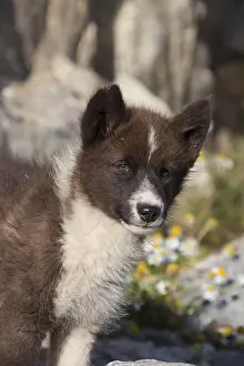 200617: Greenland Dog - puppy - Greenland