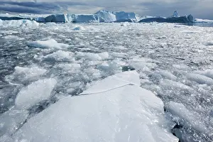Disko: Greenland, Ilulissat, Densely pack field