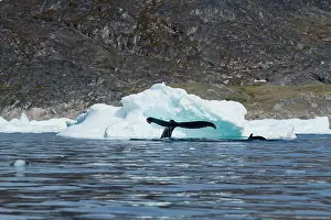 Disko: Greenland, Ilulissat, Humpback Whale and