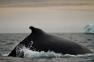 Disko: Greenland, Ilulissat, Humpback Whale (Megaptera