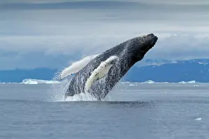 Disko: Greenland, Ilulissat, Humpback Whale (Megaptera