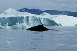 Disko: Greenland, Ilulissat, Humpback Whale (Megaptera