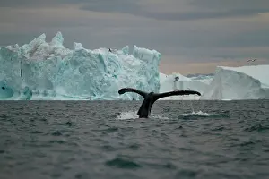 Disko: Greenland, Ilulissat, Humpback Whale (Megaptera