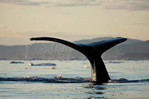 Humpback: Greenland, Ilulissat, Midnight sun lights