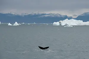 Disko: Greenland, Nuussuaq Peninsula, Qaasuitsup
