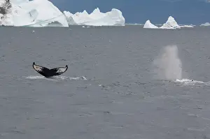 Disko: Greenland, Nuussuaq Peninsula, Qaasuitsup