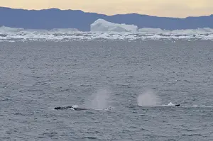 Disko: Greenland, Nuussuaq Peninsula, Qaasuitsup