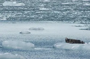 Barbatus: Greenland, Prince Christian Sound (aka Prins