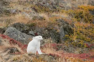 Kangerlussuaq: Greenland, Qeqqata, Kangerlussuaq or Sondrestrom