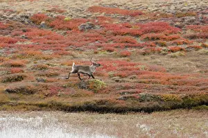 Kangerlussuaq: Greenland, Qeqqata, Kangerlussuaq or Sondrestrom