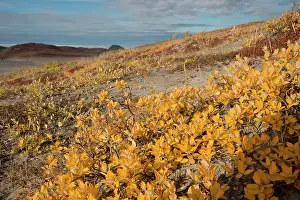 Kangerlussuaq: Greenland, Qeqqata, Kangerlussuaq or Sondrestrom