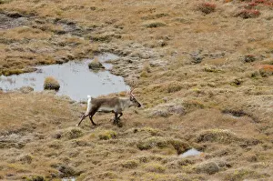 Kangerlussuaq: Greenland, Qeqqata, Kangerlussuaq or Sondrestrom