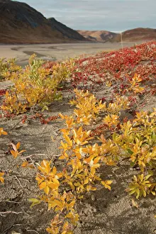 Kangerlussuaq: Greenland, Qeqqata, Kangerlussuaq or Sondrestrom