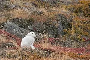 Kangerlussuaq: Greenland, Qeqqata, Kangerlussuaq or Sondrestrom
