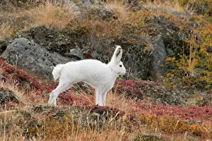 Kangerlussuaq: Greenland, Qeqqata, Kangerlussuaq or Sondrestrom