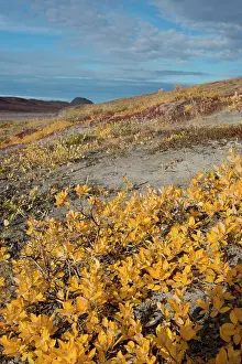 Kangerlussuaq: Greenland, Qeqqata, Kangerlussuaq or Sondrestrom