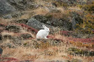 Kangerlussuaq: Greenland, Qeqqata, Kangerlussuaq or Sondrestrom