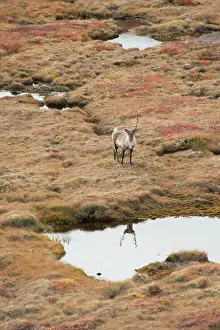 Kangerlussuaq: Greenland, Qeqqata, Kangerlussuaq or Sondrestrom