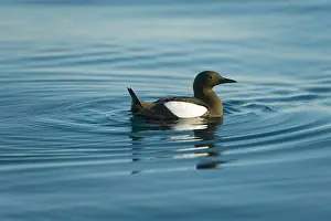 Feathered: Greenland Sea, Norway, Spitsbergen. Brunnich's