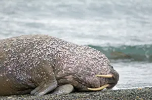 Flipper: Greenland Sea, Norway, Svalbard Archipelago