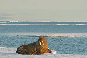 Keystone: Greenland Sea, Norway, Svalbard Archipelago
