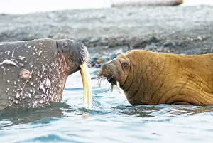 Keystone: Greenland Sea, Norway, Svalbard Archipelago