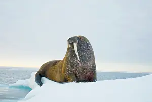 Keystone: Greenland Sea, Norway, Svalbard Archipelago