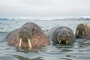 Ivory: Greenland Sea, Norway, Svalbard Archipelago