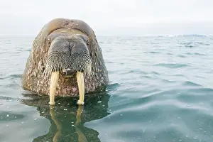 Ivory: Greenland Sea, Norway, Svalbard Archipelago