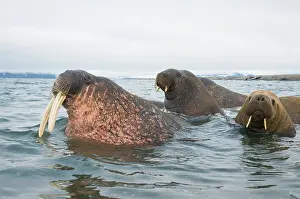Ivory: Greenland Sea, Norway, Svalbard Archipelago