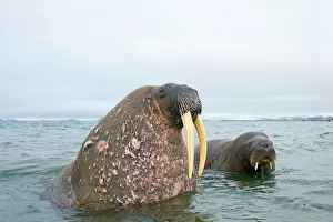 Ivory: Greenland Sea, Norway, Svalbard Archipelago