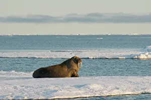 Ivory: Greenland Sea, Norway, Svalbard Archipelago
