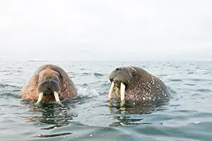 Ivory: Greenland Sea, Norway, Svalbard Archipelago