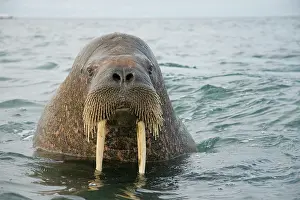 Odobenus: Greenland Sea, Norway, Svalbard Archipelago