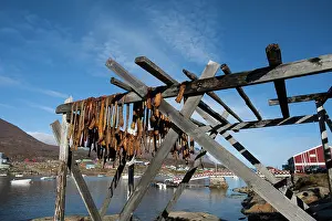 Rack: Greenland Shark