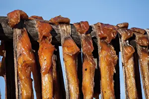 Rack: Greenland Shark