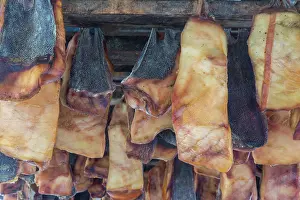 Shark: Greenland Shark meat 11