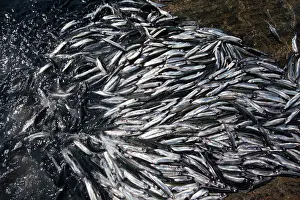 Spawning: Greenland, Shoals of spawning Capelin (Mallotus