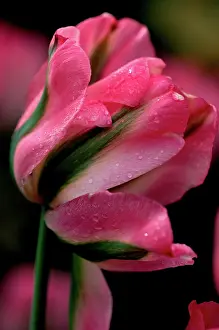 Romance: Greenland Tulip, Butchart Gardens, British